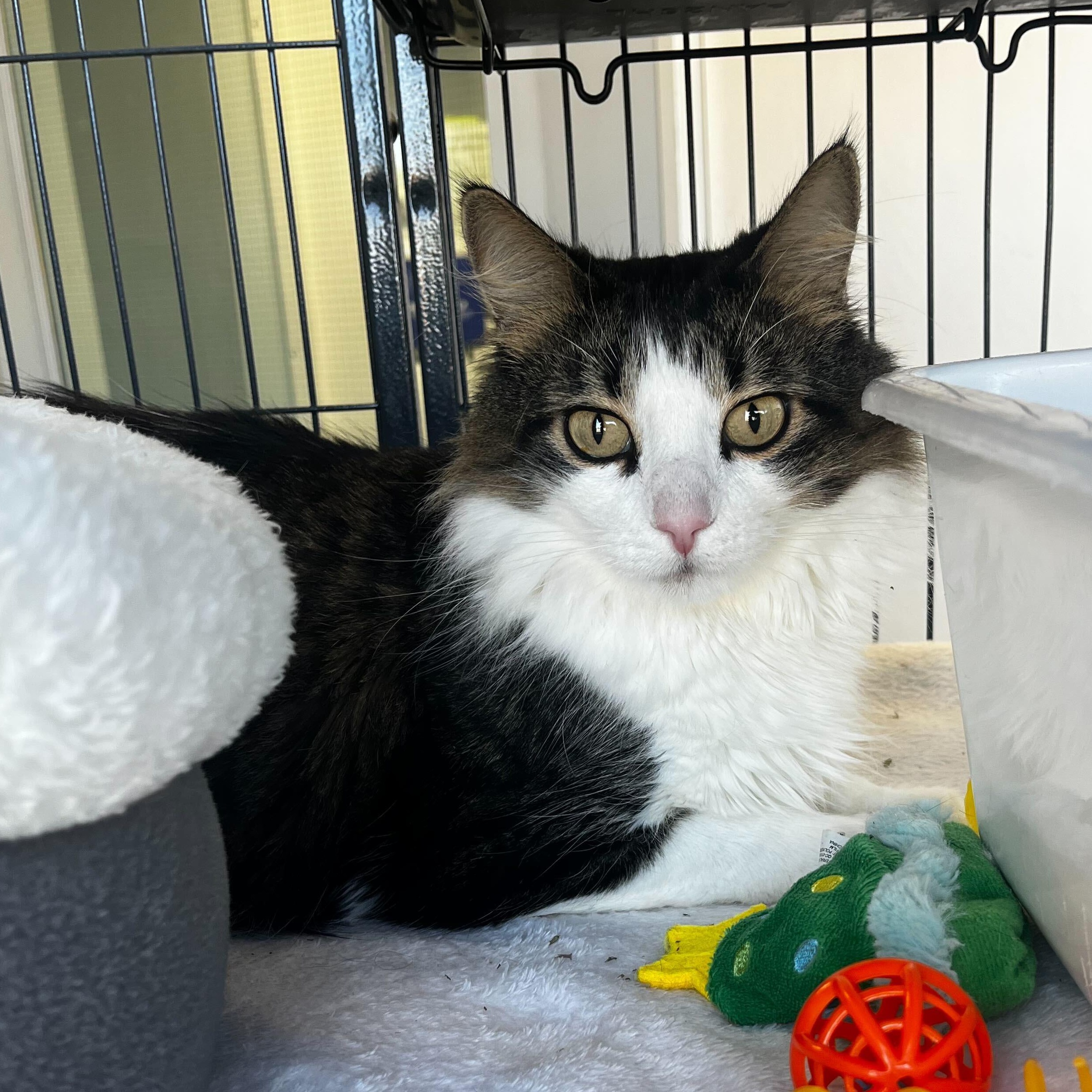 Hart, a Adoptable Domestic Long Hair in Brooks, AB image 2/3