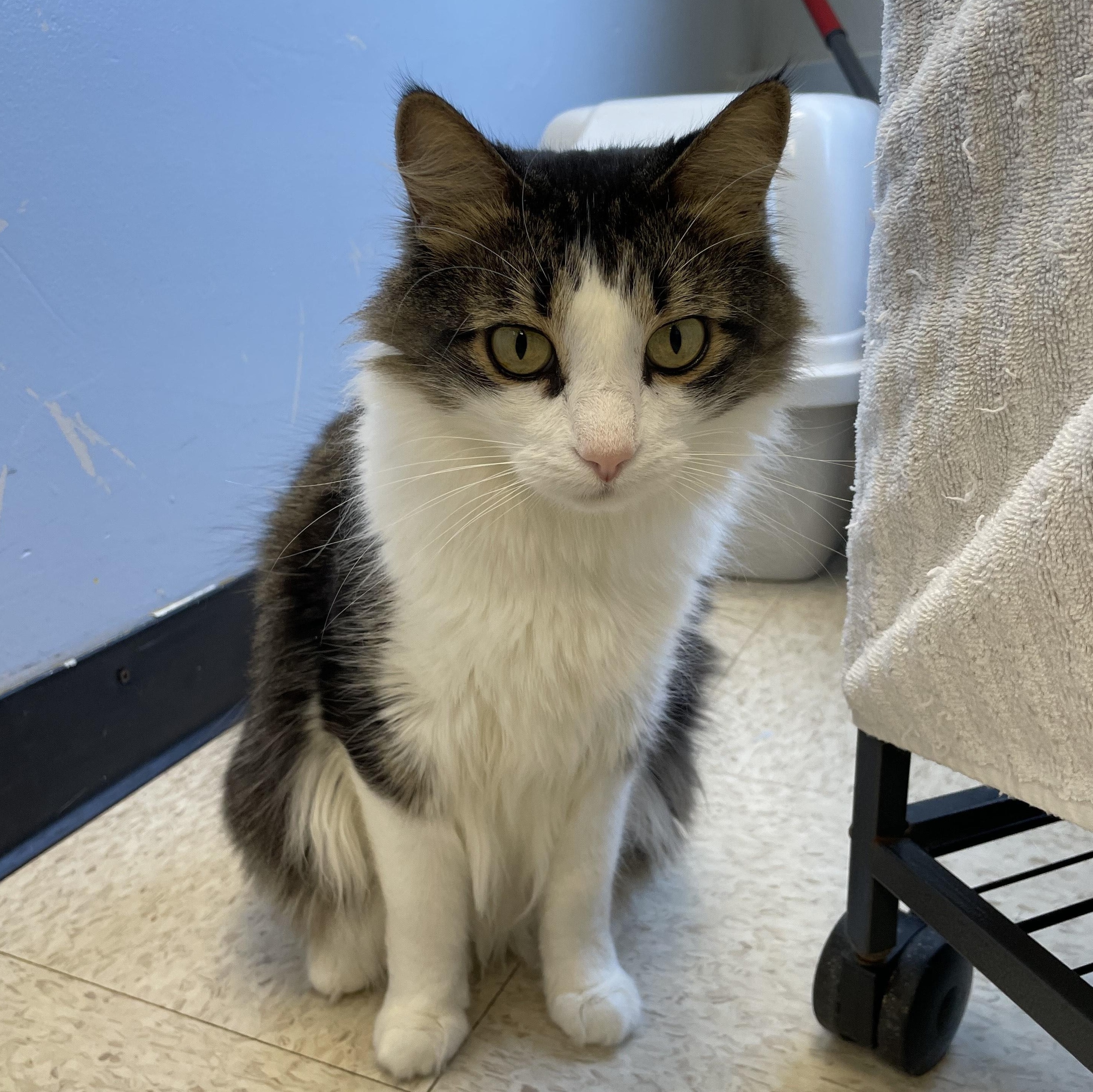 Hart, a Adoptable Domestic Long Hair in Brooks, AB image 3/3