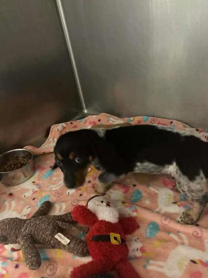 Enlarge Fantastical, a Adoptable mixed breed in Spruce Pine, NC image 1/1