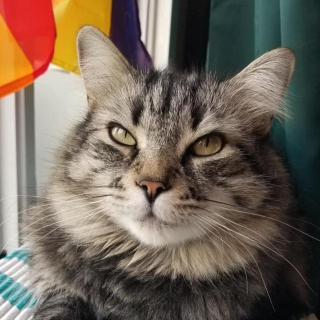 Enlarge FELIX, an adopted mixed breed in Parry Sound, ON image 2/6