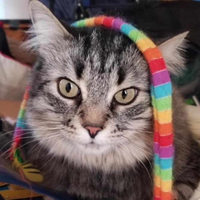 Enlarge FELIX, an adopted mixed breed in Parry Sound, ON image 3/6