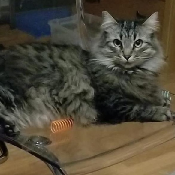 Enlarge FELIX, an adopted mixed breed in Parry Sound, ON image 4/6