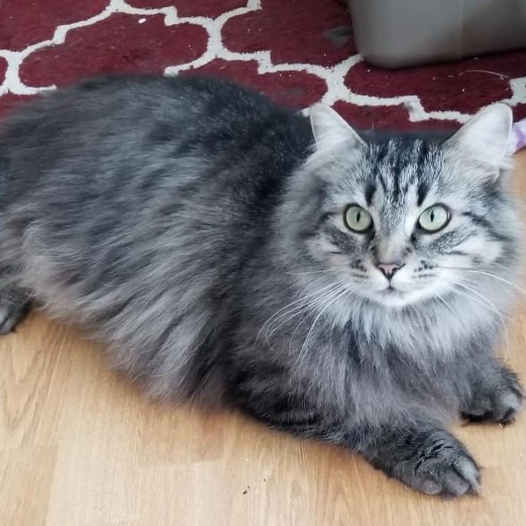 Enlarge FELIX, an adopted mixed breed in Parry Sound, ON image 5/6