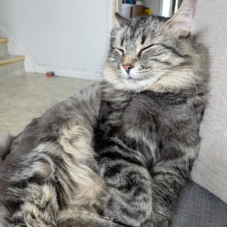 Enlarge FELIX, an adopted mixed breed in Parry Sound, ON image 6/6