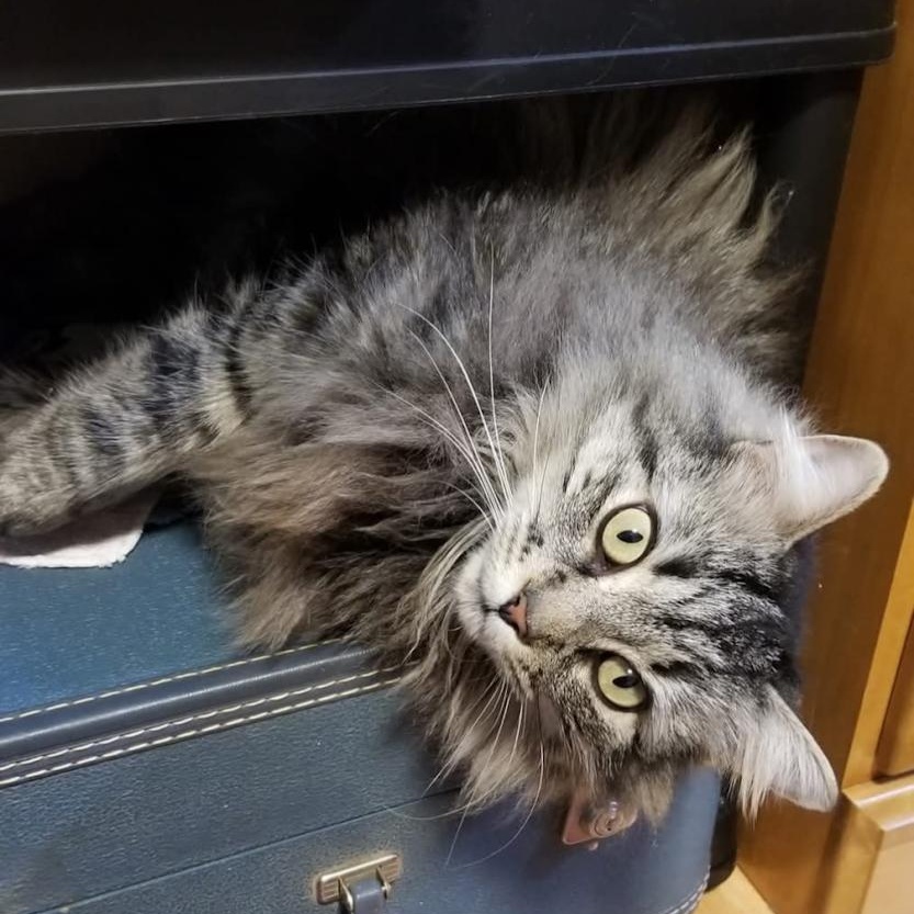 FELIX, adopted, Adult Male American Bobtail & Tabby.