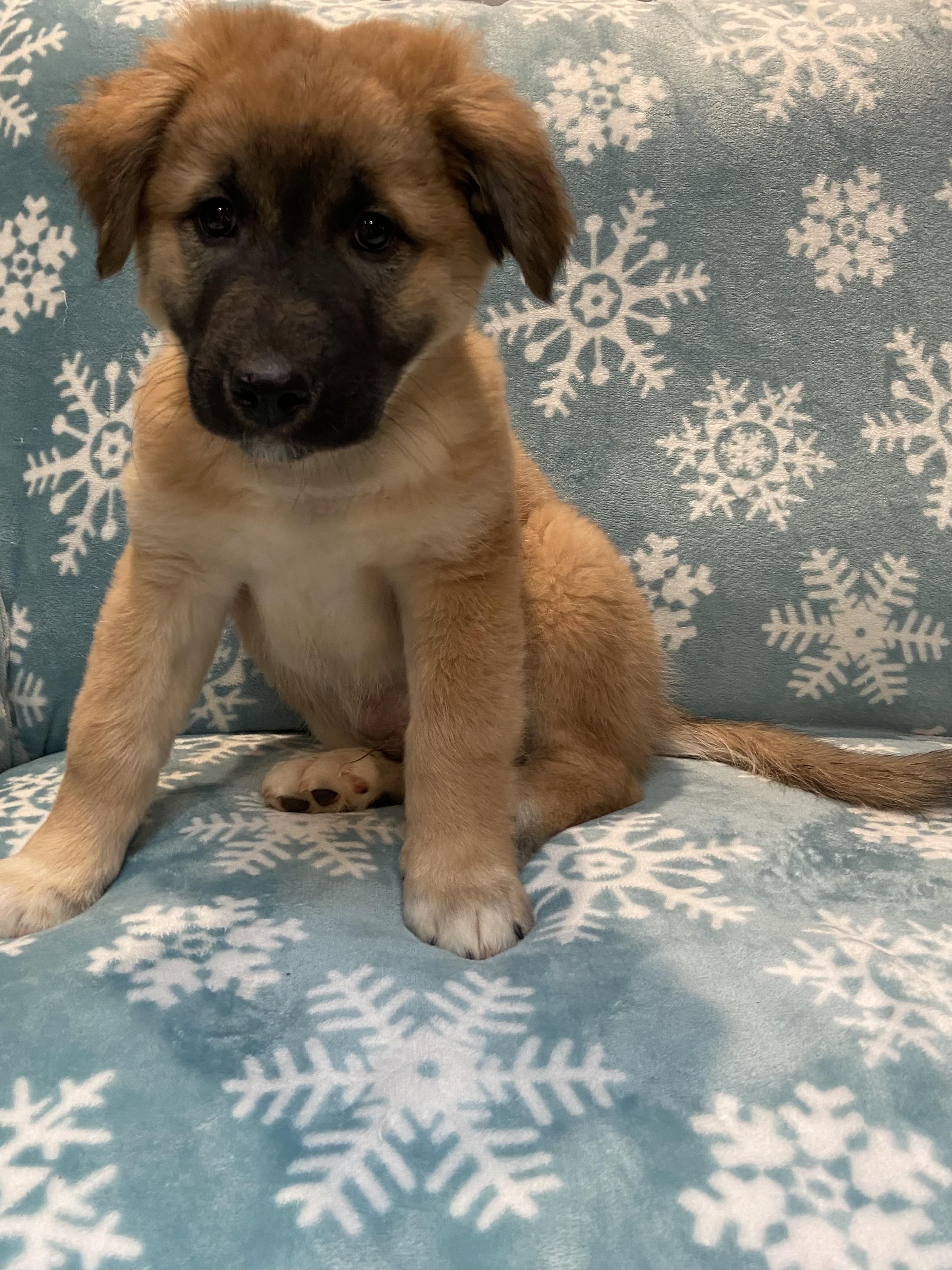 Buck, adopted, Puppy Male German Shepherd Dog & Golden Retriever.