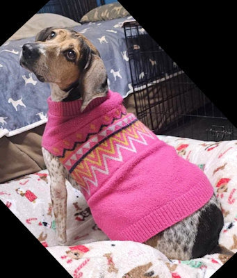 Wistful Sydney (CA), Adoptable, Adult Female English Coonhound.