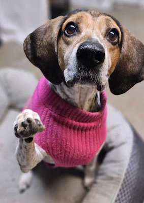 Wistful Sydney (CA), a Adoptable English Coonhound in Jackson, CA image 2/4