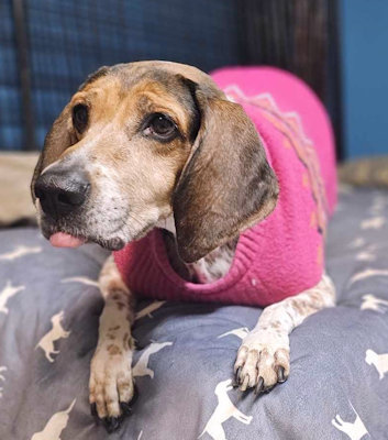 Wistful Sydney (CA), a Adoptable English Coonhound in Jackson, CA image 3/4