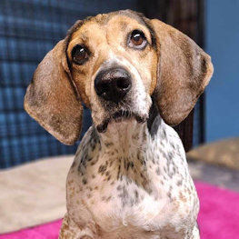 Wistful Sydney (CA), a Adoptable English Coonhound in Jackson, CA image 4/4
