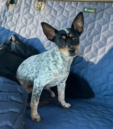 Enlarge Molly, a Adoptable mixed breed in Woodstock, GA image 2/5