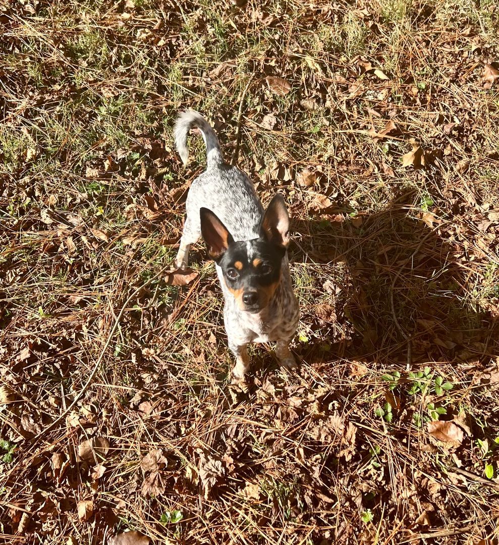 Enlarge Molly, a Adoptable mixed breed in Woodstock, GA image 4/5