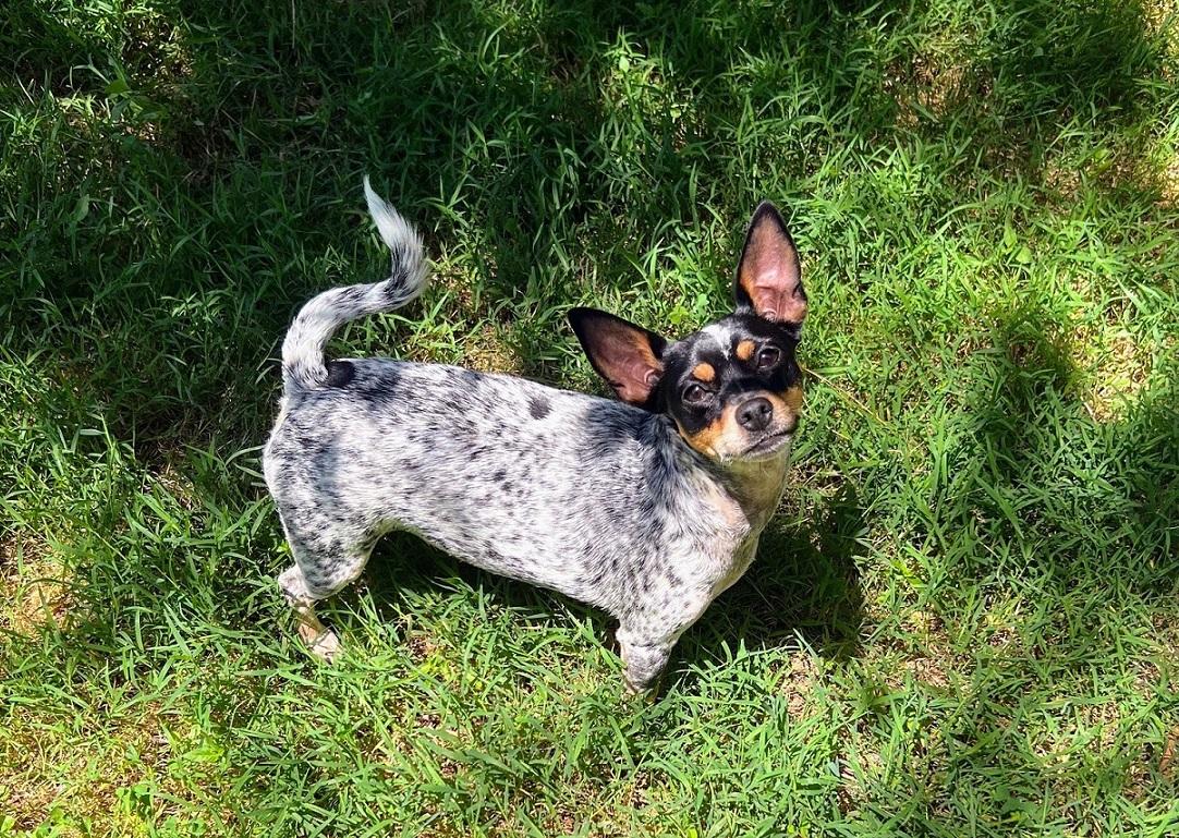 Molly, Adoptable, Young Female Toy Fox Terrier & Rat Terrier.