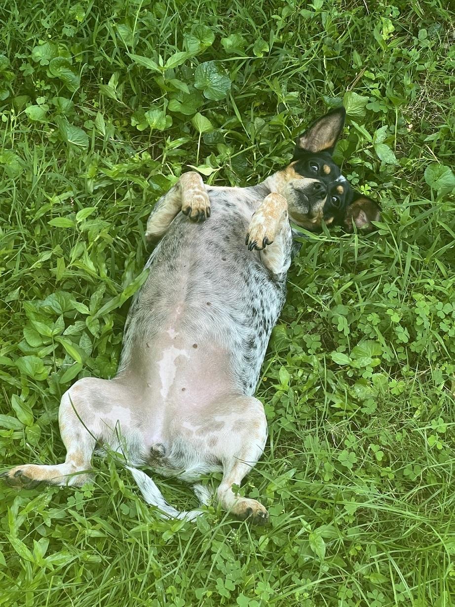 Enlarge Molly, a Adoptable mixed breed in Woodstock, GA image 3/5