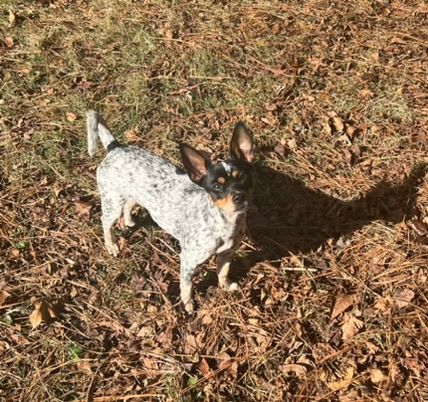 Enlarge Molly, a Adoptable mixed breed in Woodstock, GA image 5/5