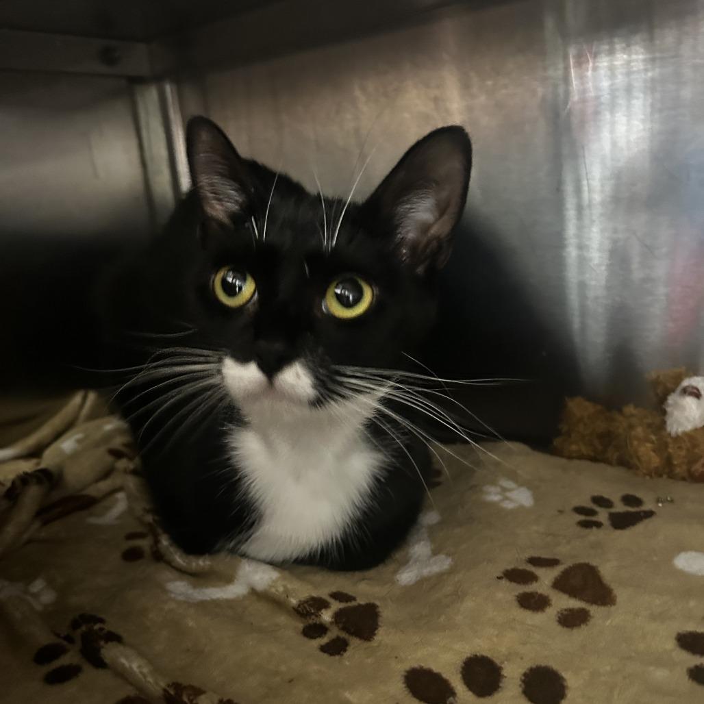 Octavia, Adoptable, Young Female Domestic Short Hair.