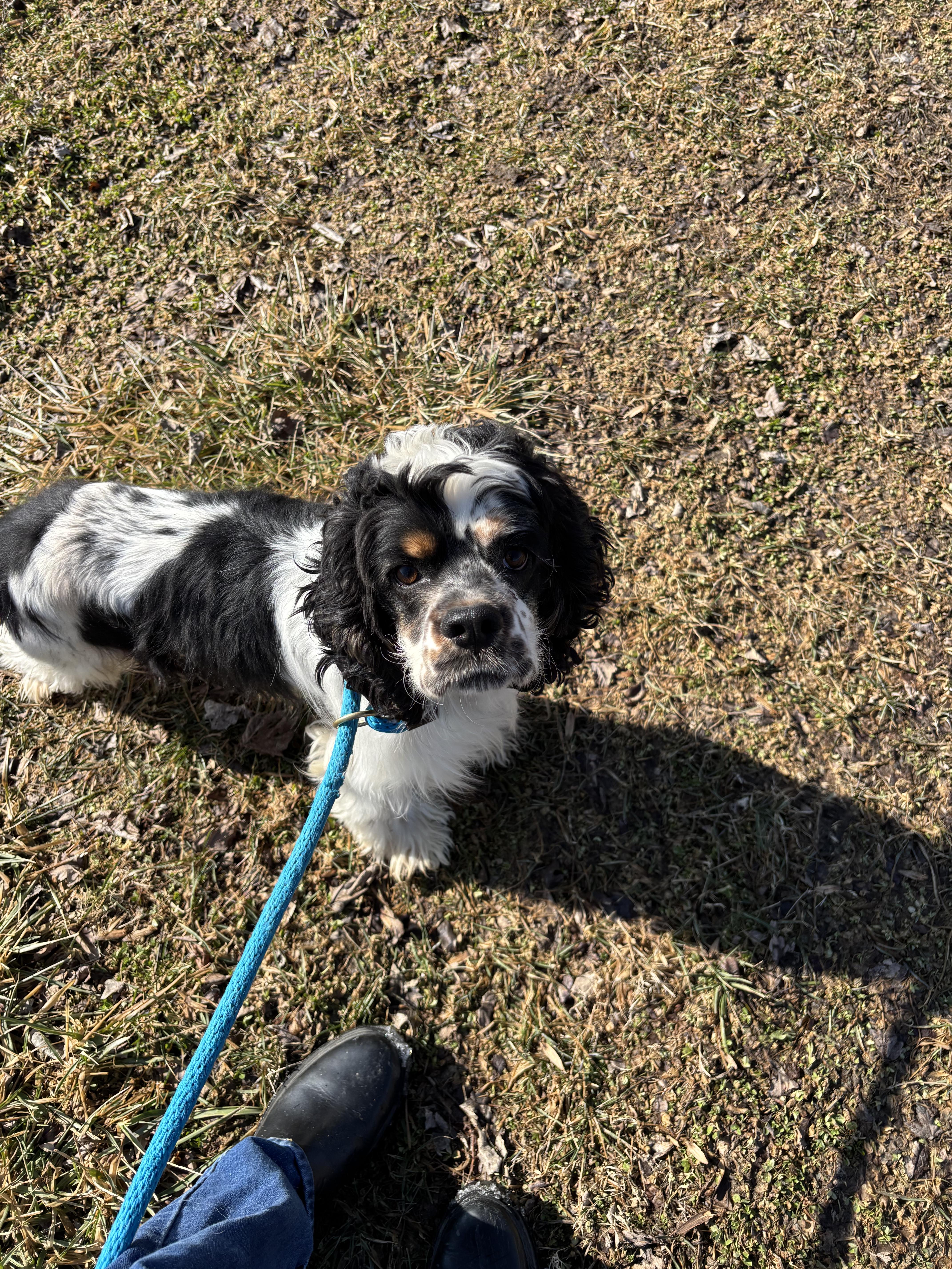 Marvin, adopted, Young Male Cocker Spaniel & Mixed Breed.