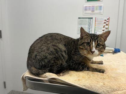 Prim, Adoptable, Adult Male Domestic Short Hair.