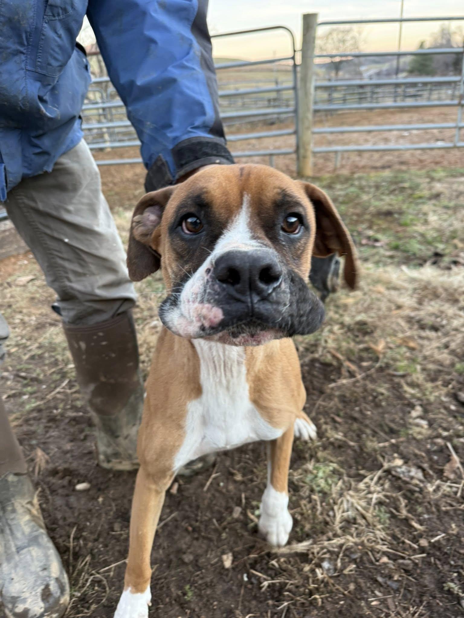 Herbie, Adoptable, Adult Male Boxer.