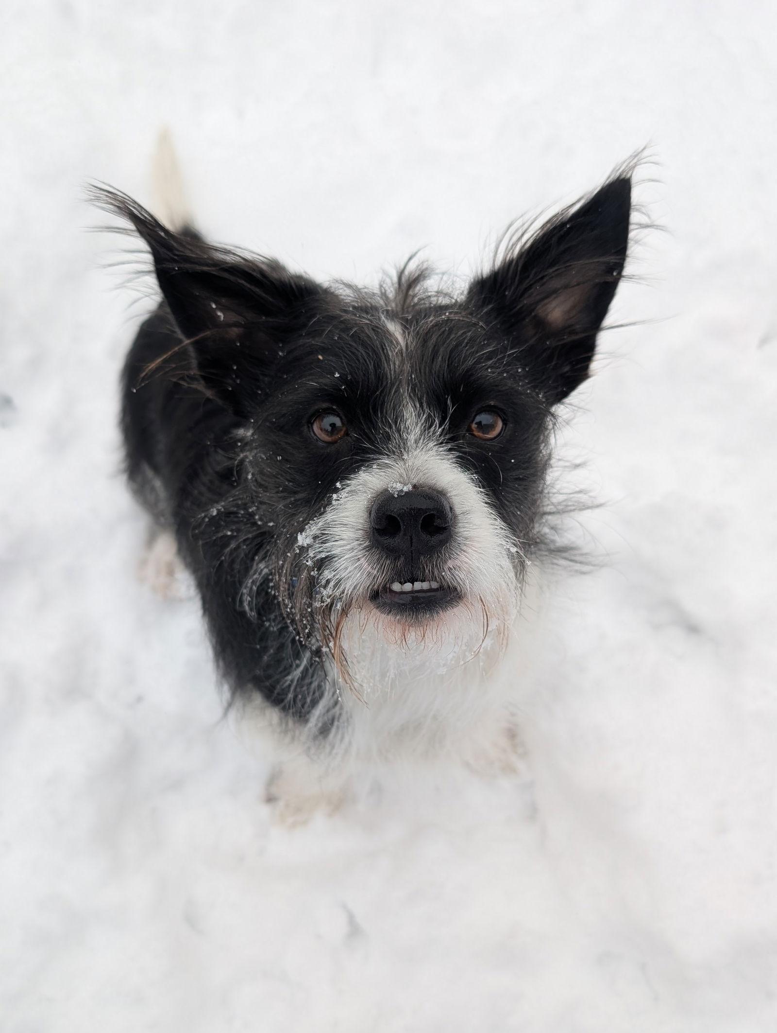 Apple Jacks, Adopted, Adult Male Terrier.