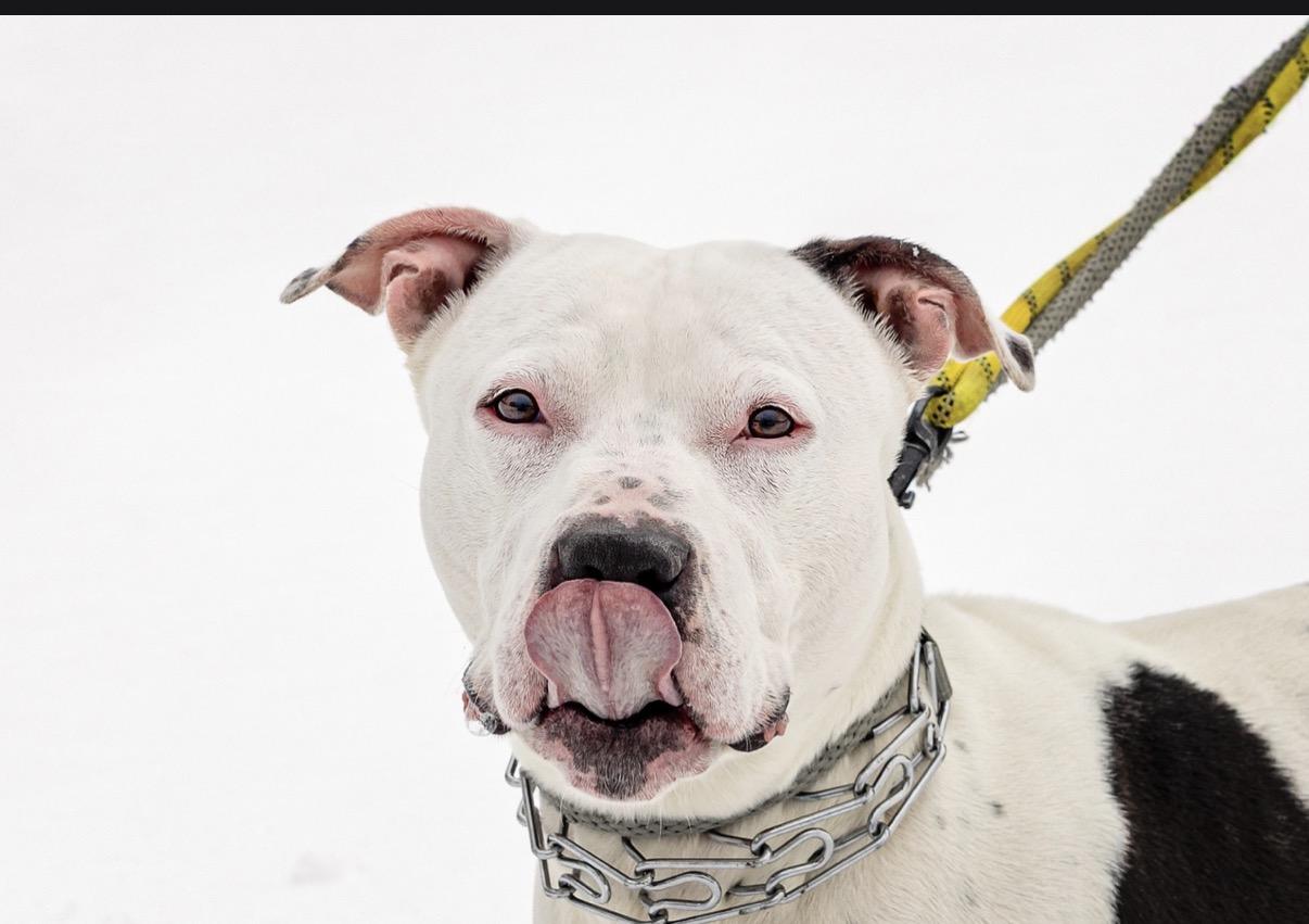 Enlarge Dino, an adopted mixed breed in Steger, IL image 3/6