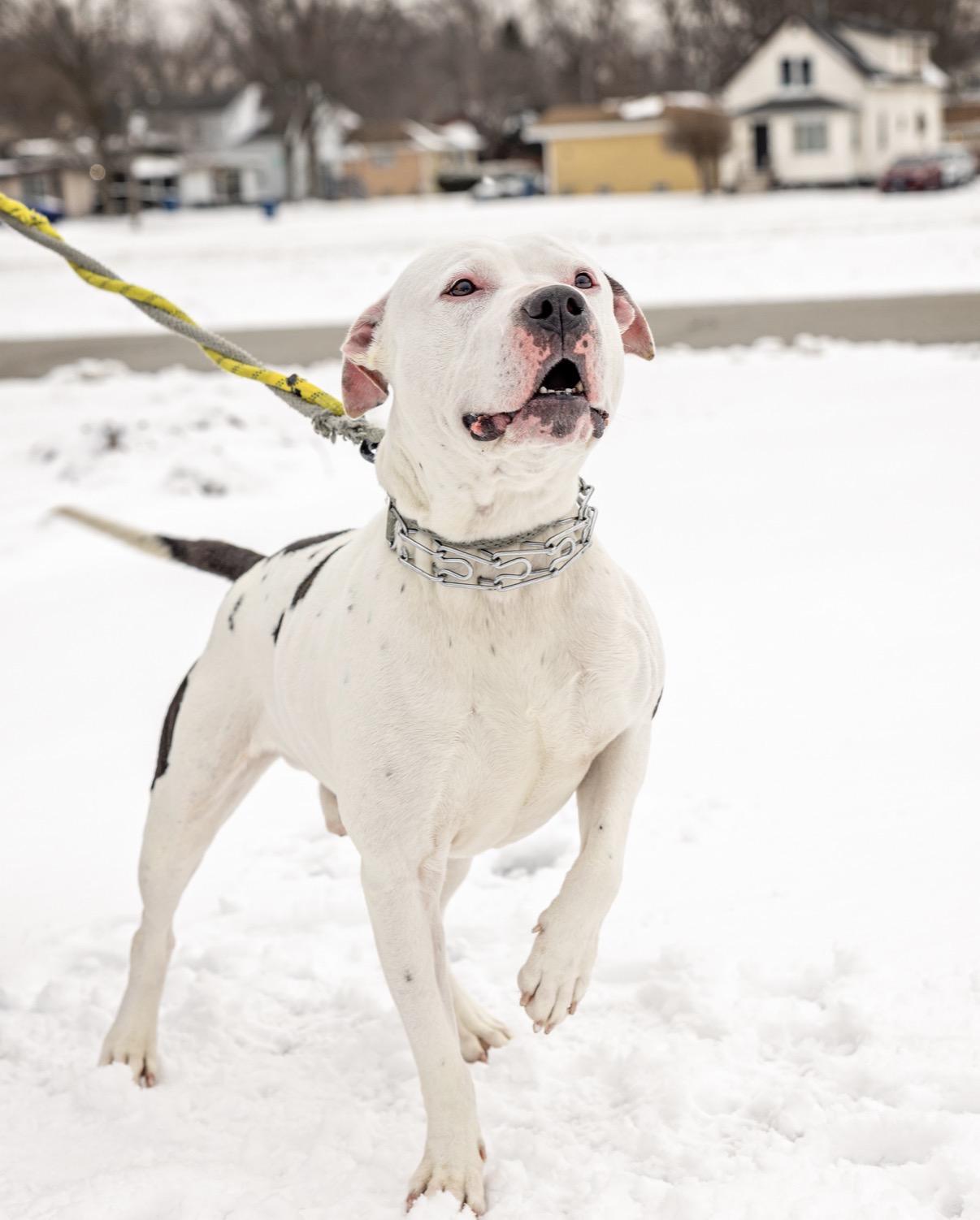 Enlarge Dino, an adopted mixed breed in Steger, IL image 4/6