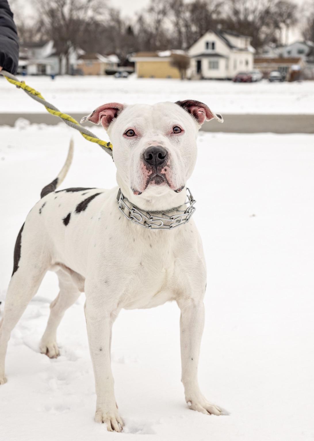 Enlarge Dino, an adopted mixed breed in Steger, IL image 6/6