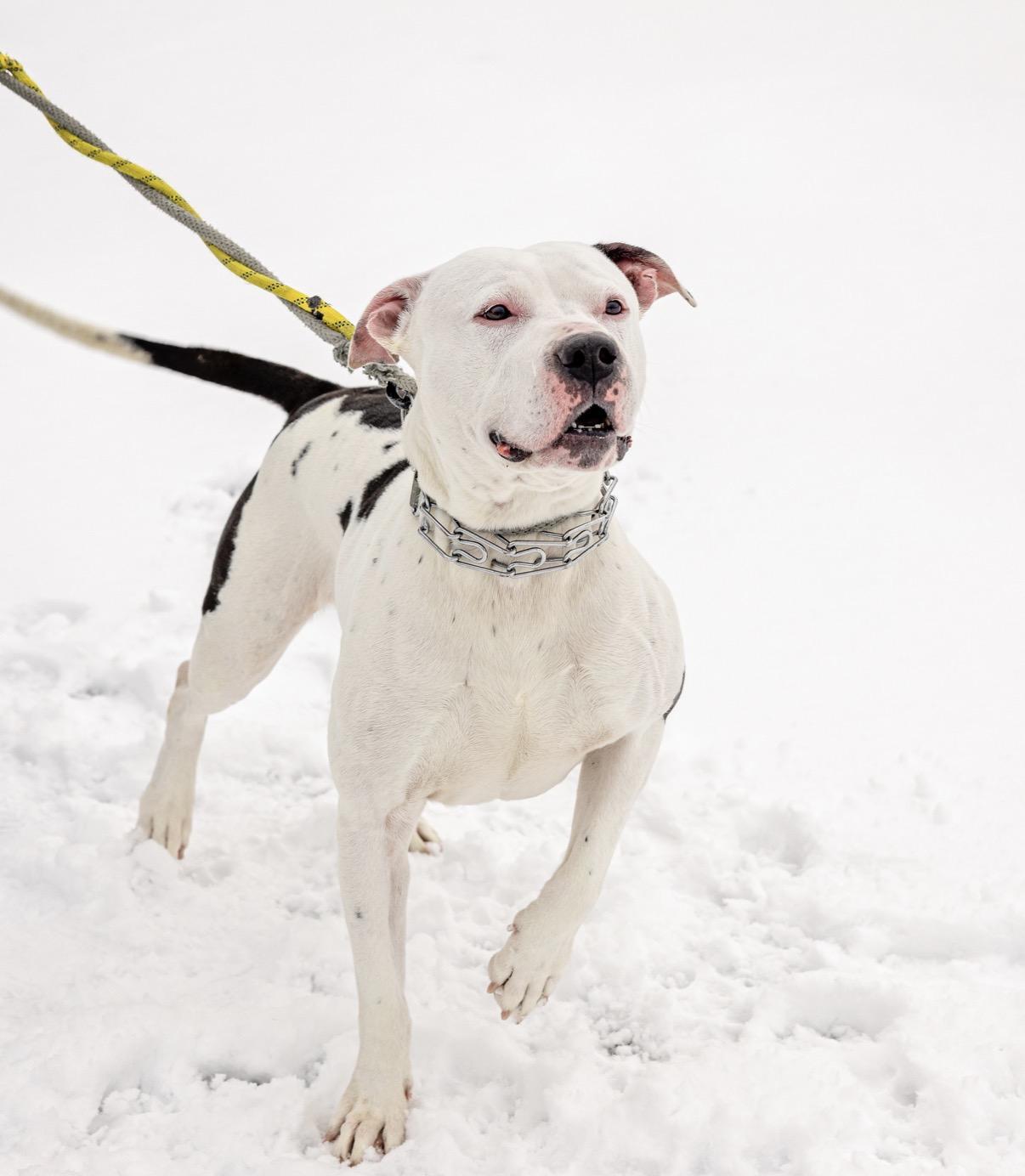 Enlarge Dino, an adopted mixed breed in Steger, IL image 2/6