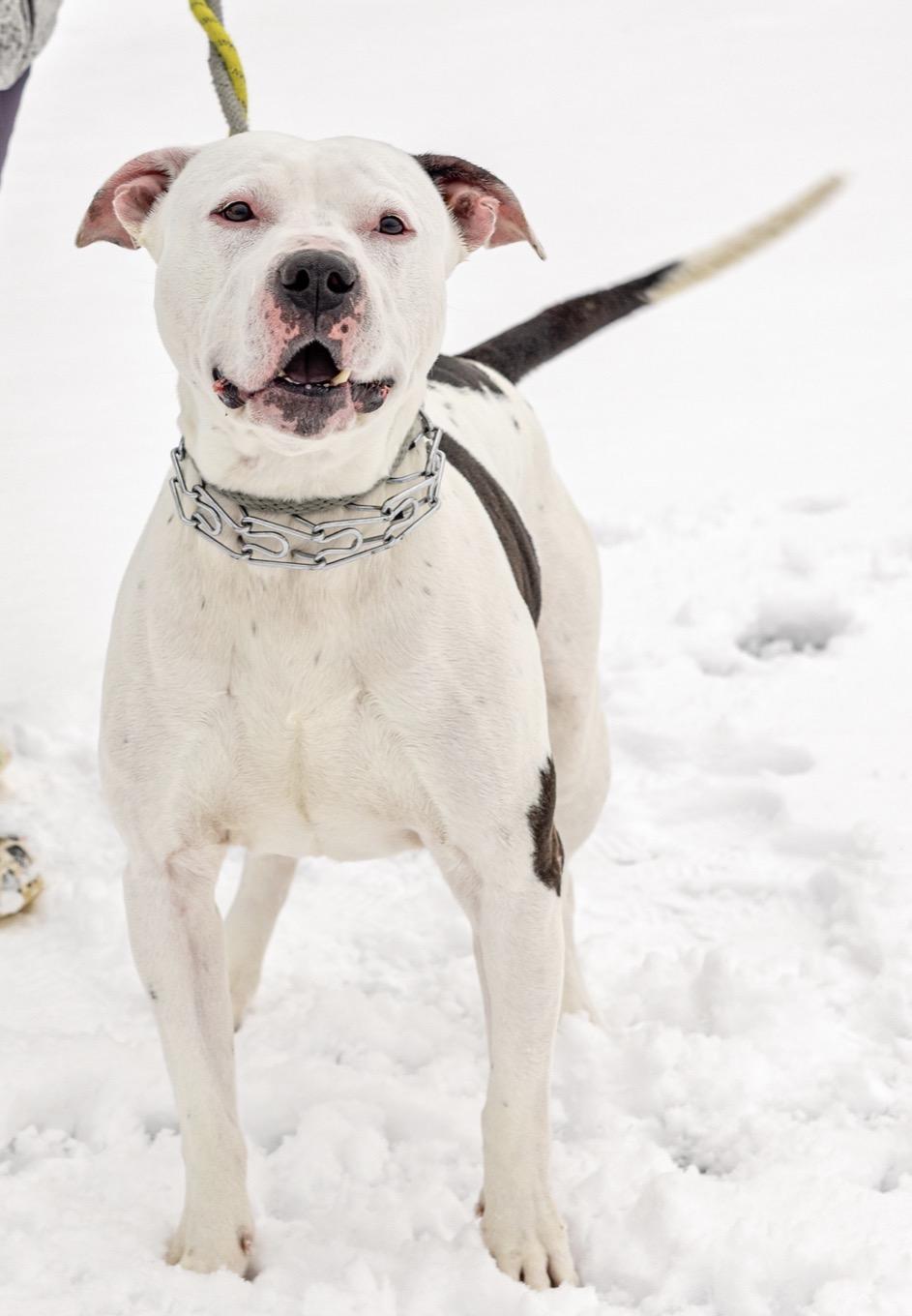 Enlarge Dino, an adopted mixed breed in Steger, IL image 5/6