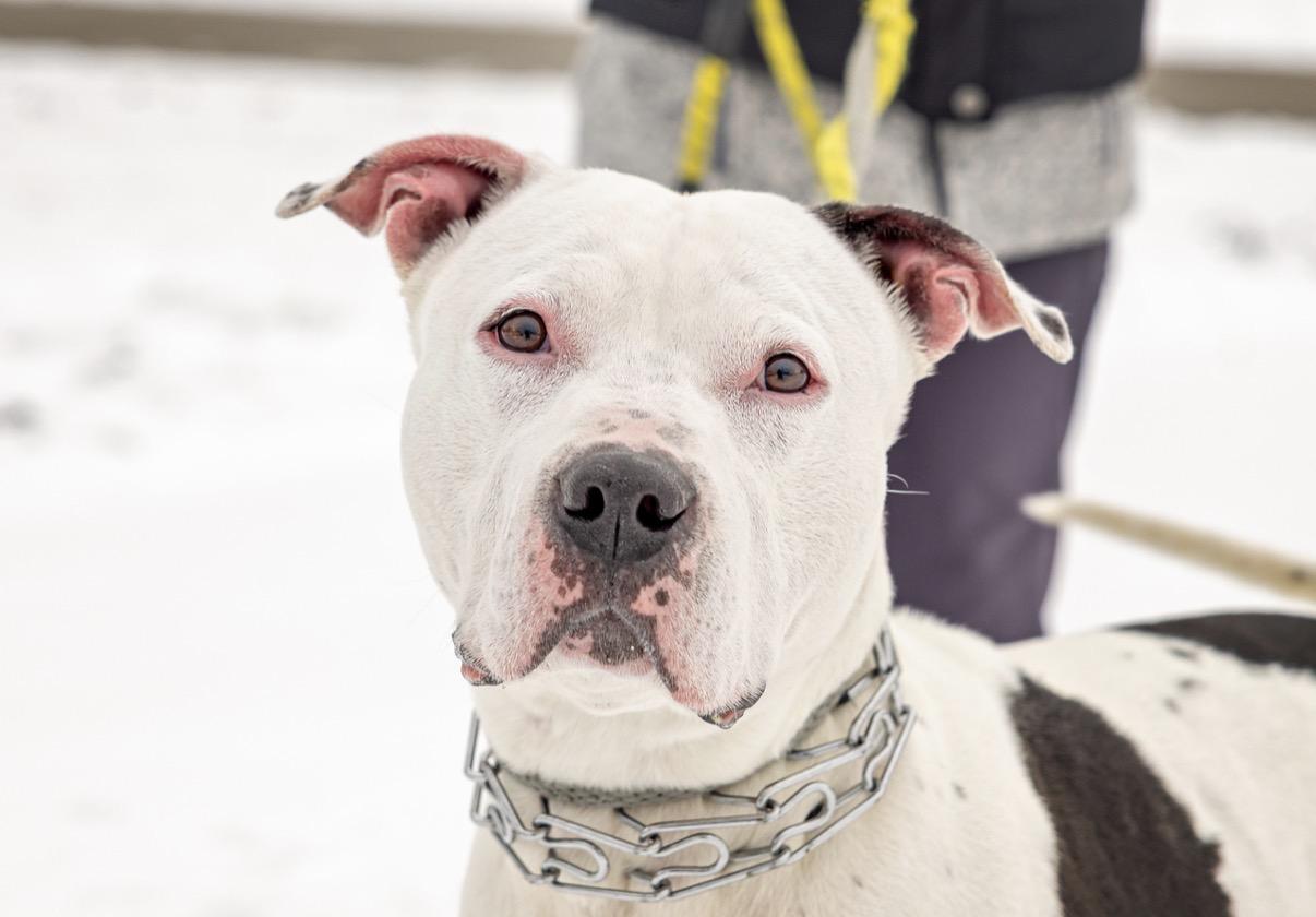 Enlarge Dino, an adopted mixed breed in Steger, IL image 1/6