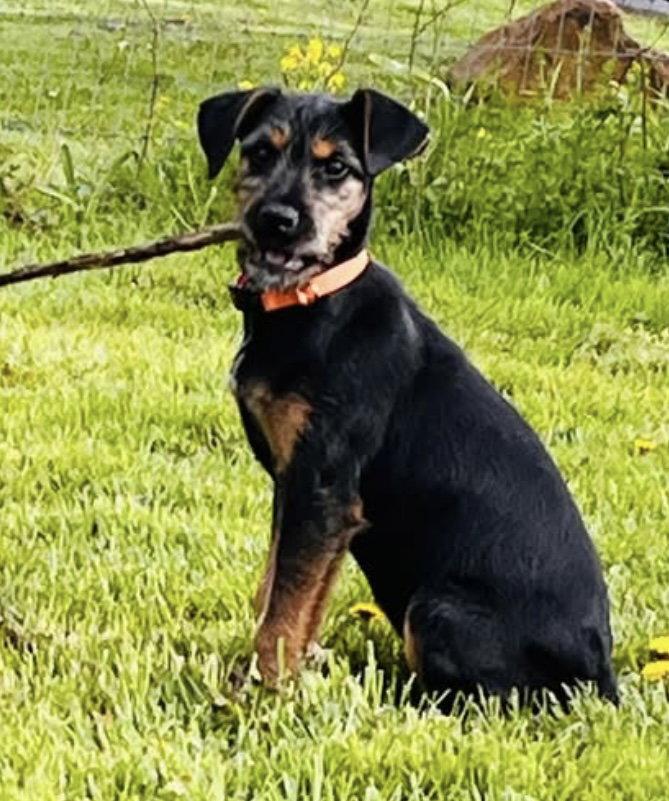 Enlarge Fiona, a ADOPTABLE mixed breed in Pottstown, PA image 1/4