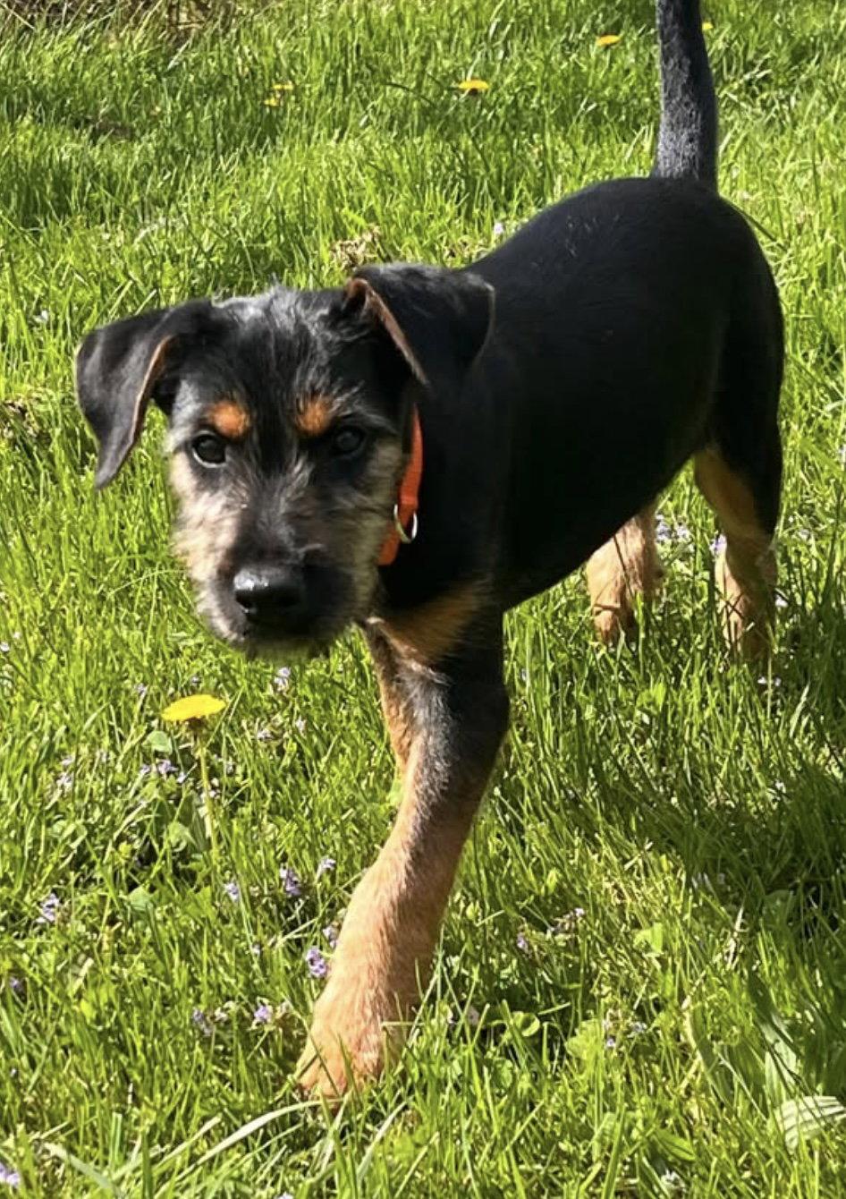 Enlarge Fiona, a ADOPTABLE mixed breed in Pottstown, PA image 3/4