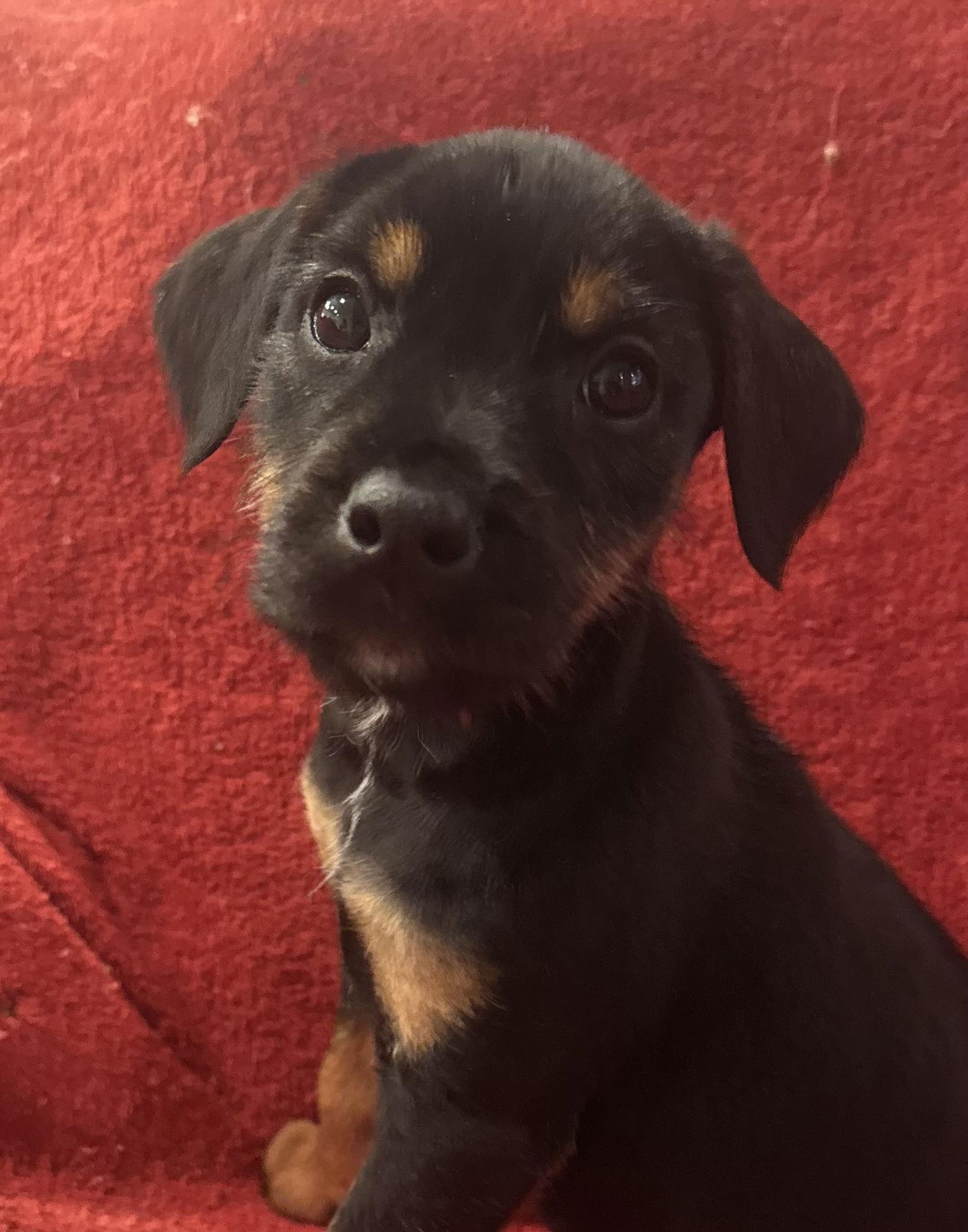 Fiona, ADOPTABLE, Puppy Female Miniature Schnauzer & Doberman Pinscher.