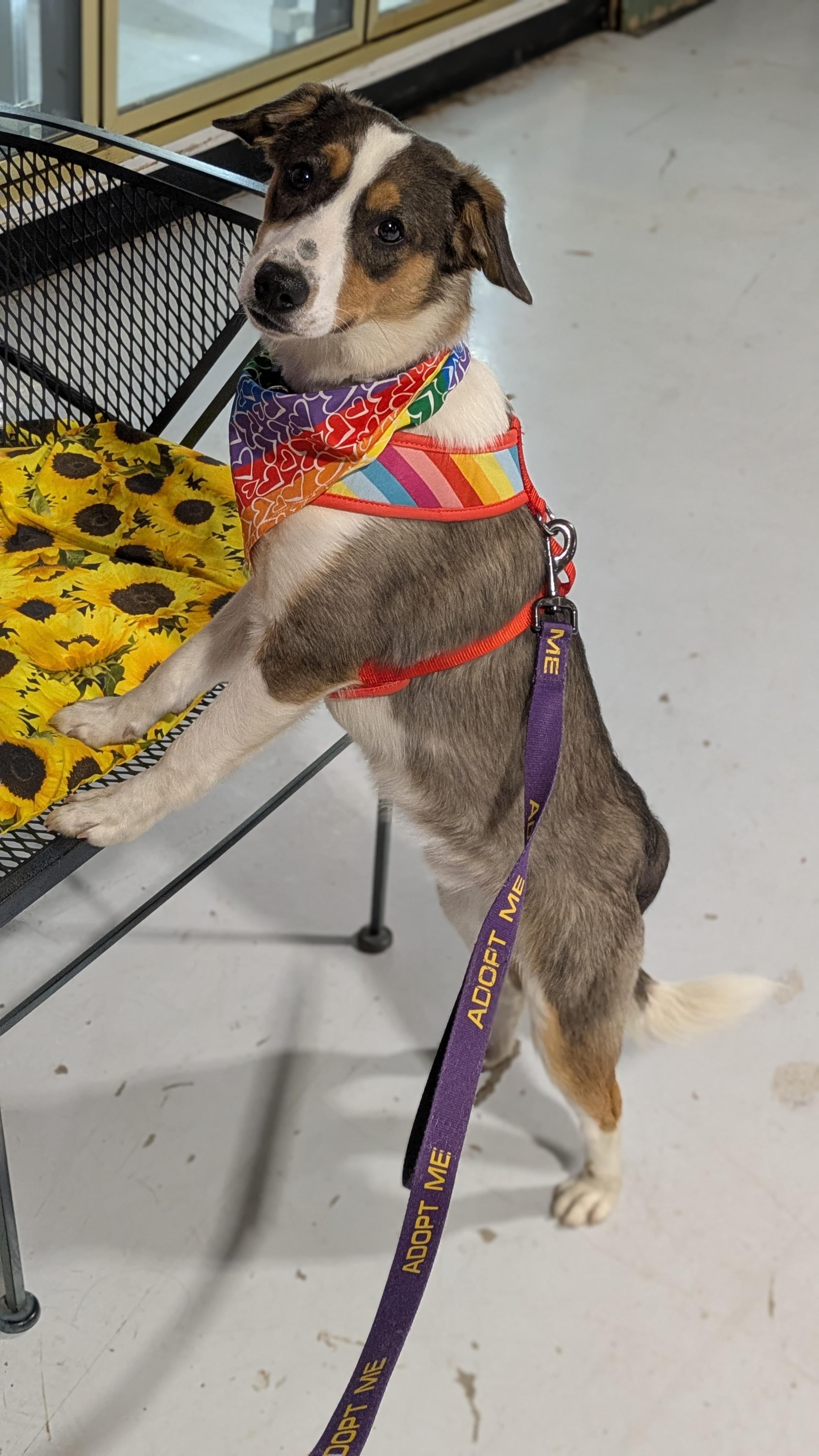Buddy, an adopted mixed breed in Buffalo, NY image 3/6