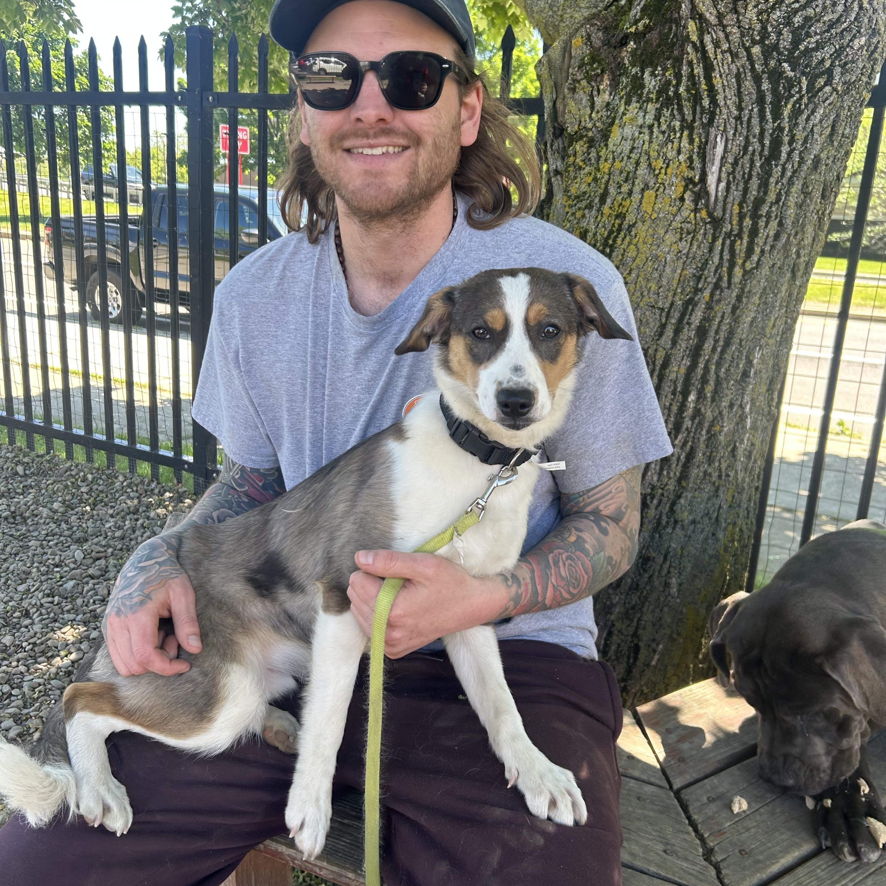 Buddy, an adopted mixed breed in Buffalo, NY image 4/6