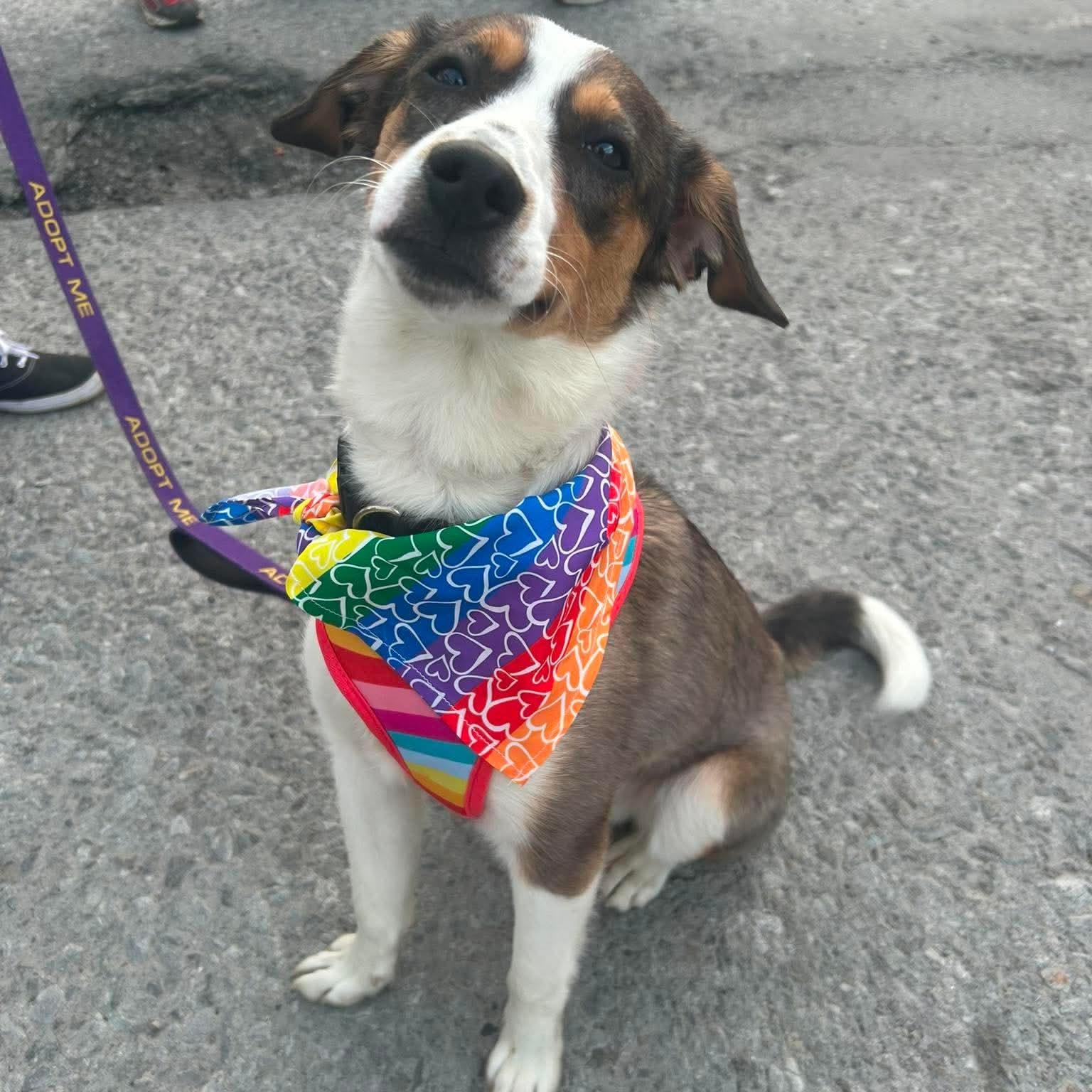 Buddy, an adopted mixed breed in Buffalo, NY image 5/6