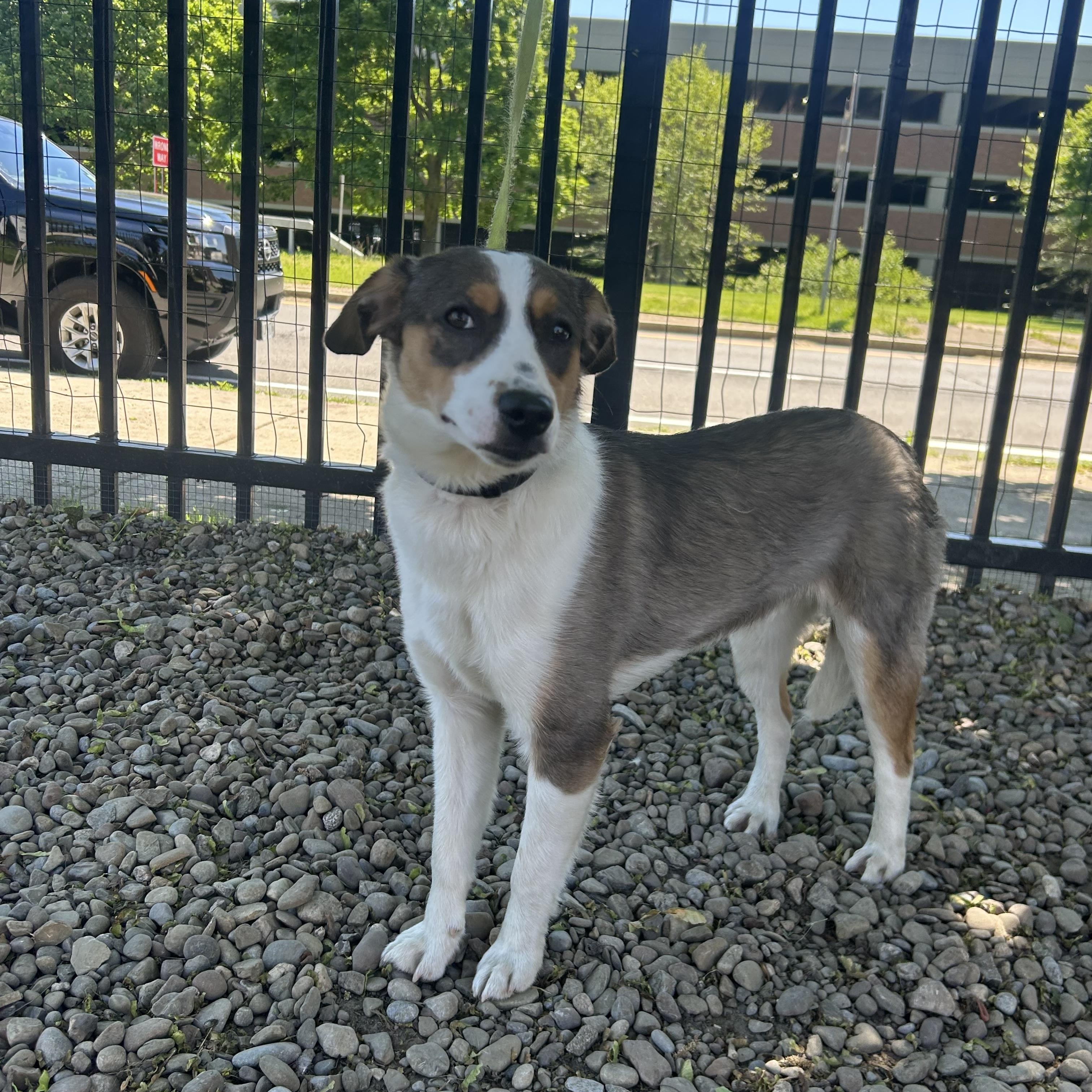 Buddy, an adopted mixed breed in Buffalo, NY image 2/6