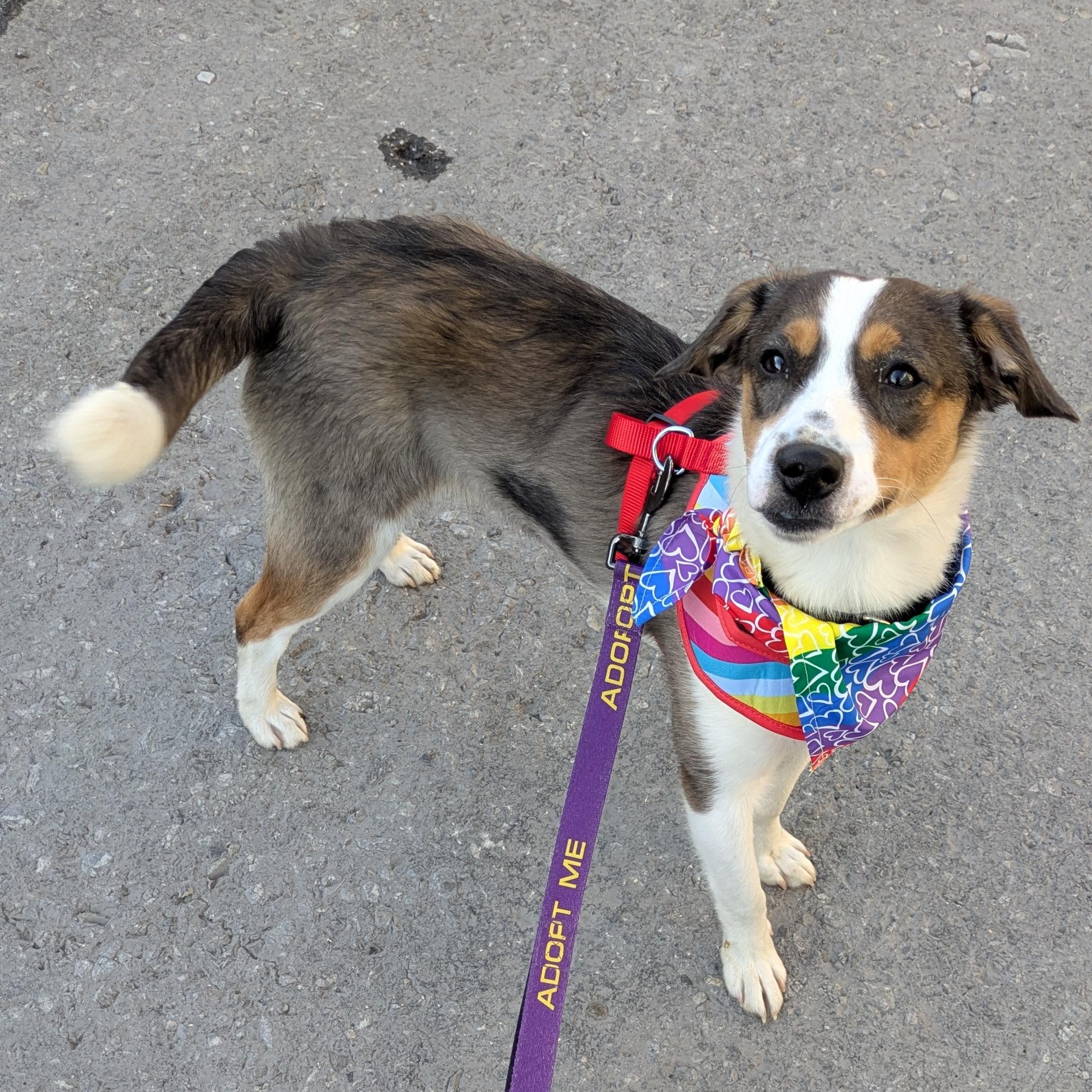 Buddy, an adopted mixed breed in Buffalo, NY image 6/6