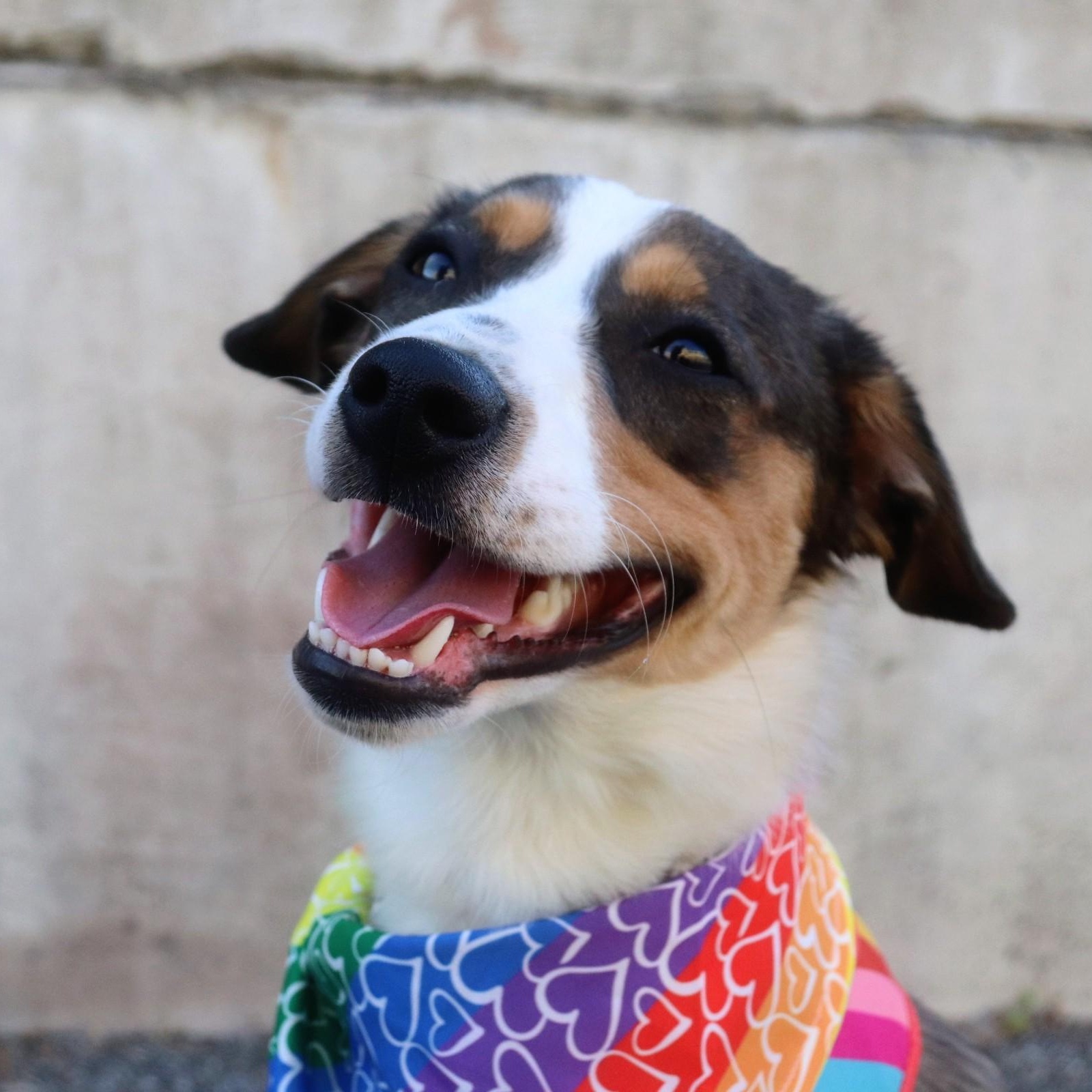 Buddy, an adopted mixed breed in Buffalo, NY image 1/6