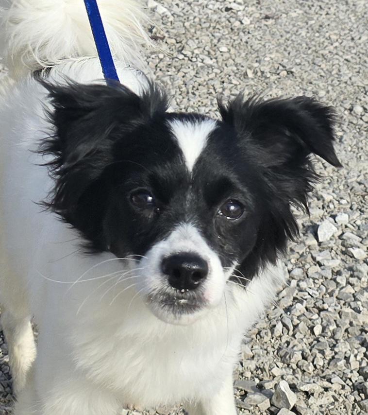 Amelia, adopted, Puppy Female Papillon.