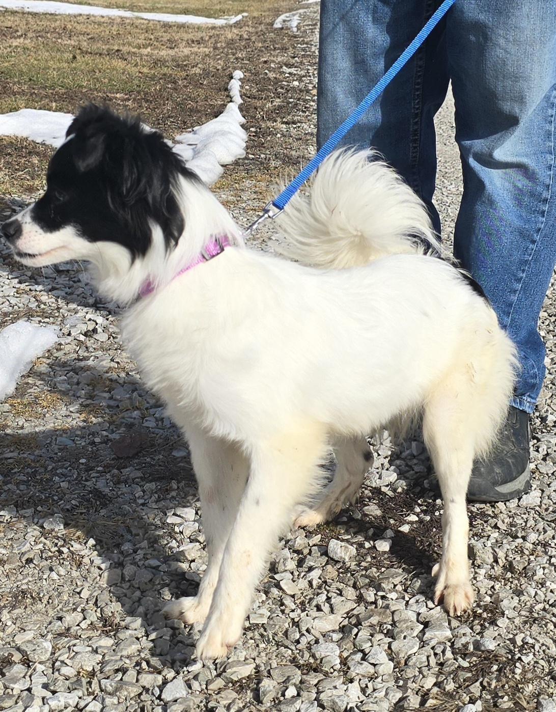 Enlarge Amelia, an adopted mixed breed in Terre Haute, IN image 2/6