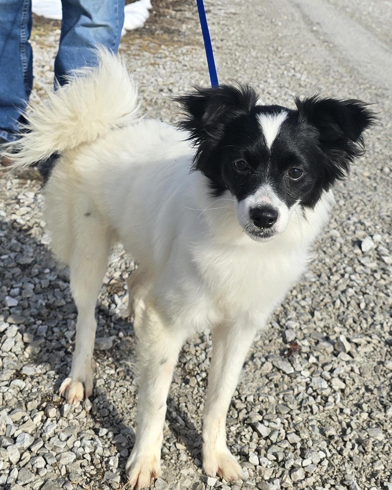 Enlarge Amelia, an adopted mixed breed in Terre Haute, IN image 4/6
