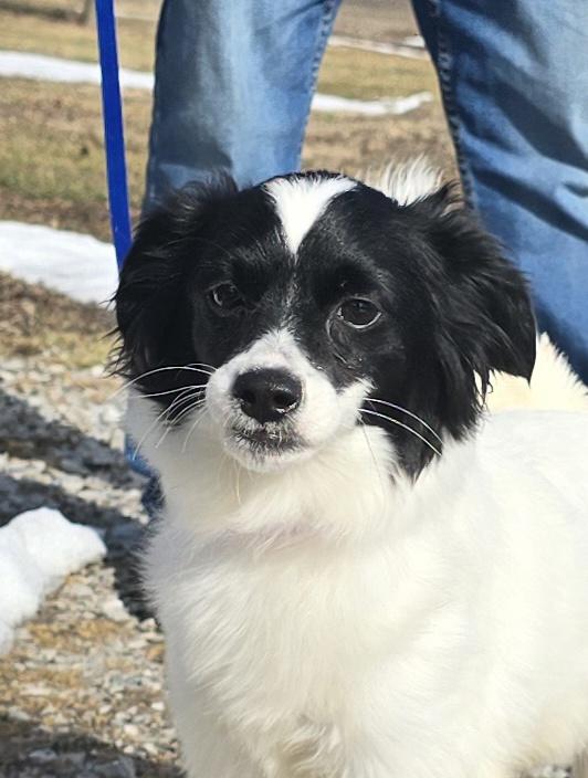 Enlarge Amelia, an adopted mixed breed in Terre Haute, IN image 5/6
