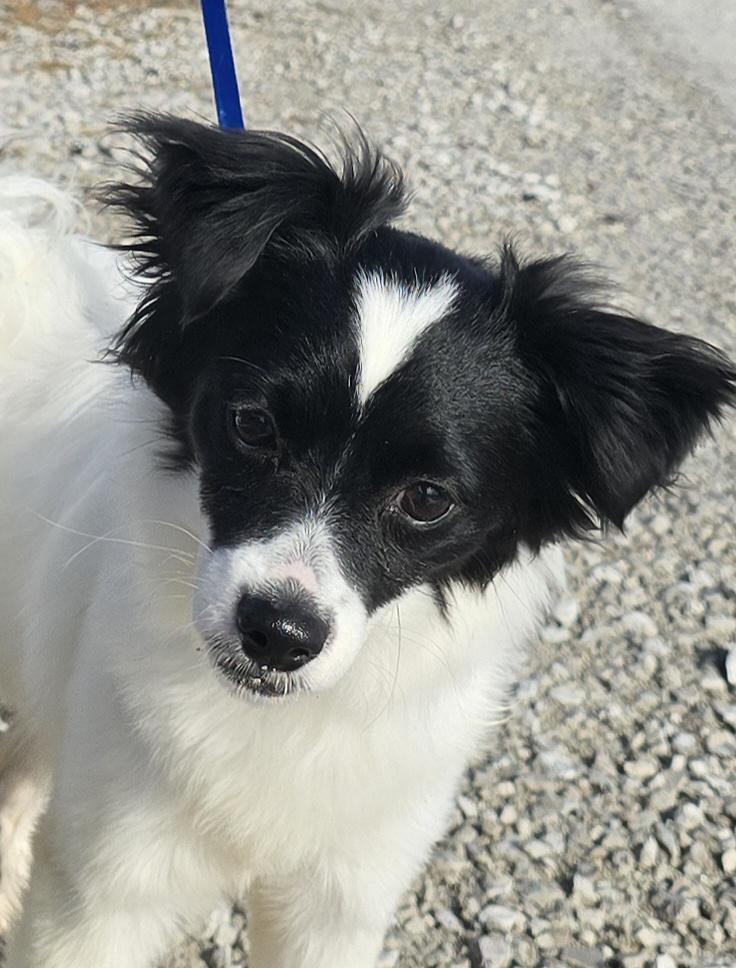 Enlarge Amelia, an adopted mixed breed in Terre Haute, IN image 3/6