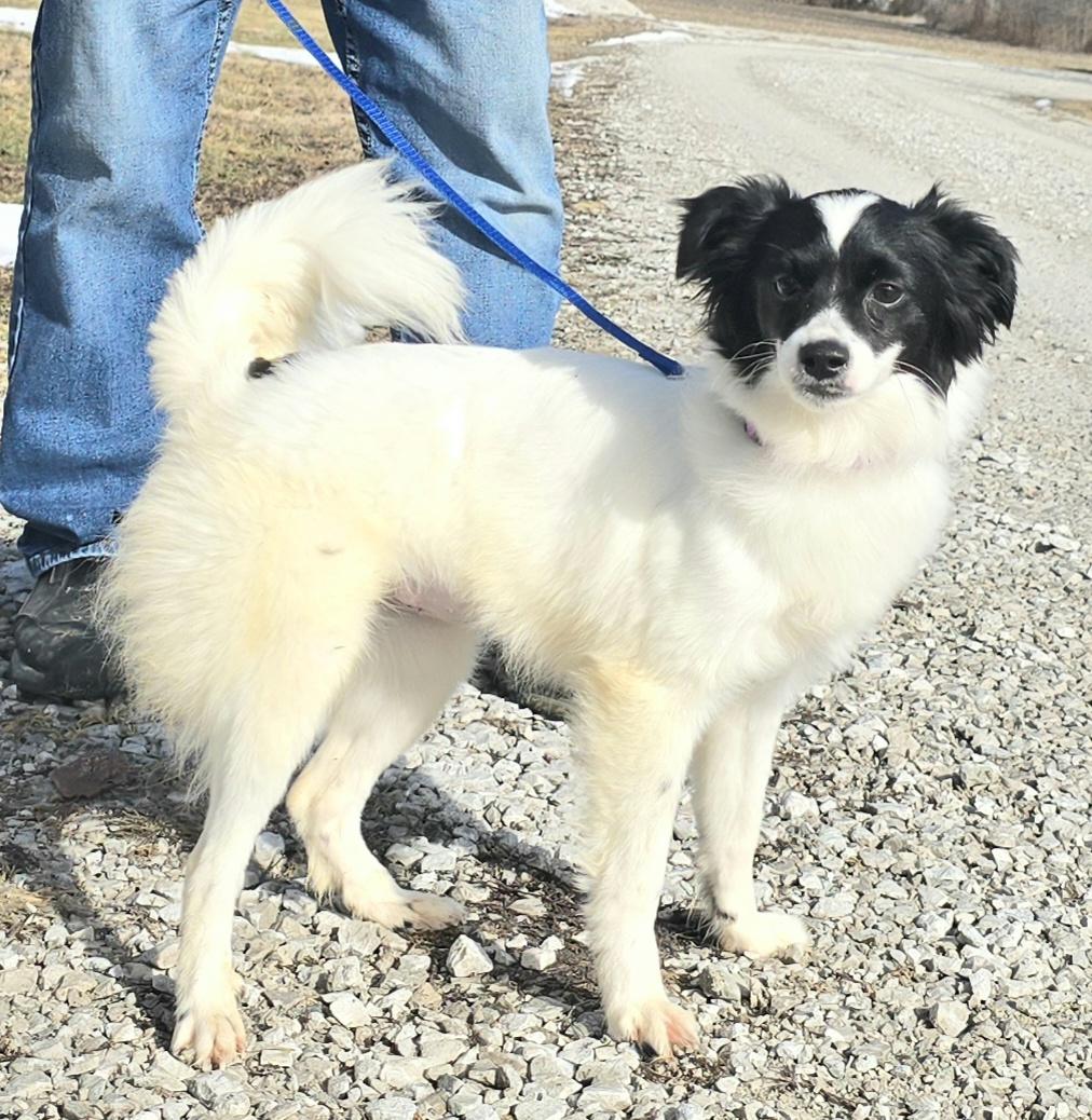 Enlarge Amelia, an adopted mixed breed in Terre Haute, IN image 6/6