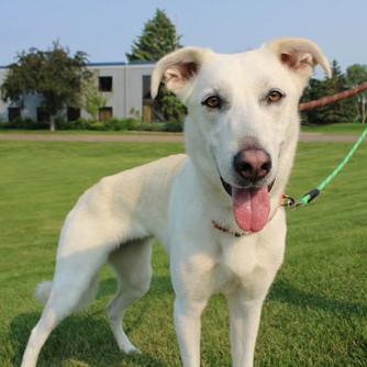 Savvy 21429, Adoptable, Adult Female White German Shepherd & Mixed Breed.