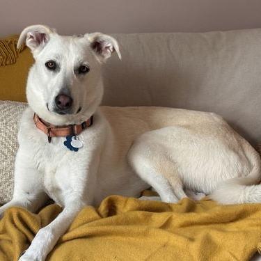 Enlarge Savvy 21429, a Adoptable mixed breed in Minneapolis, MN image 2/3