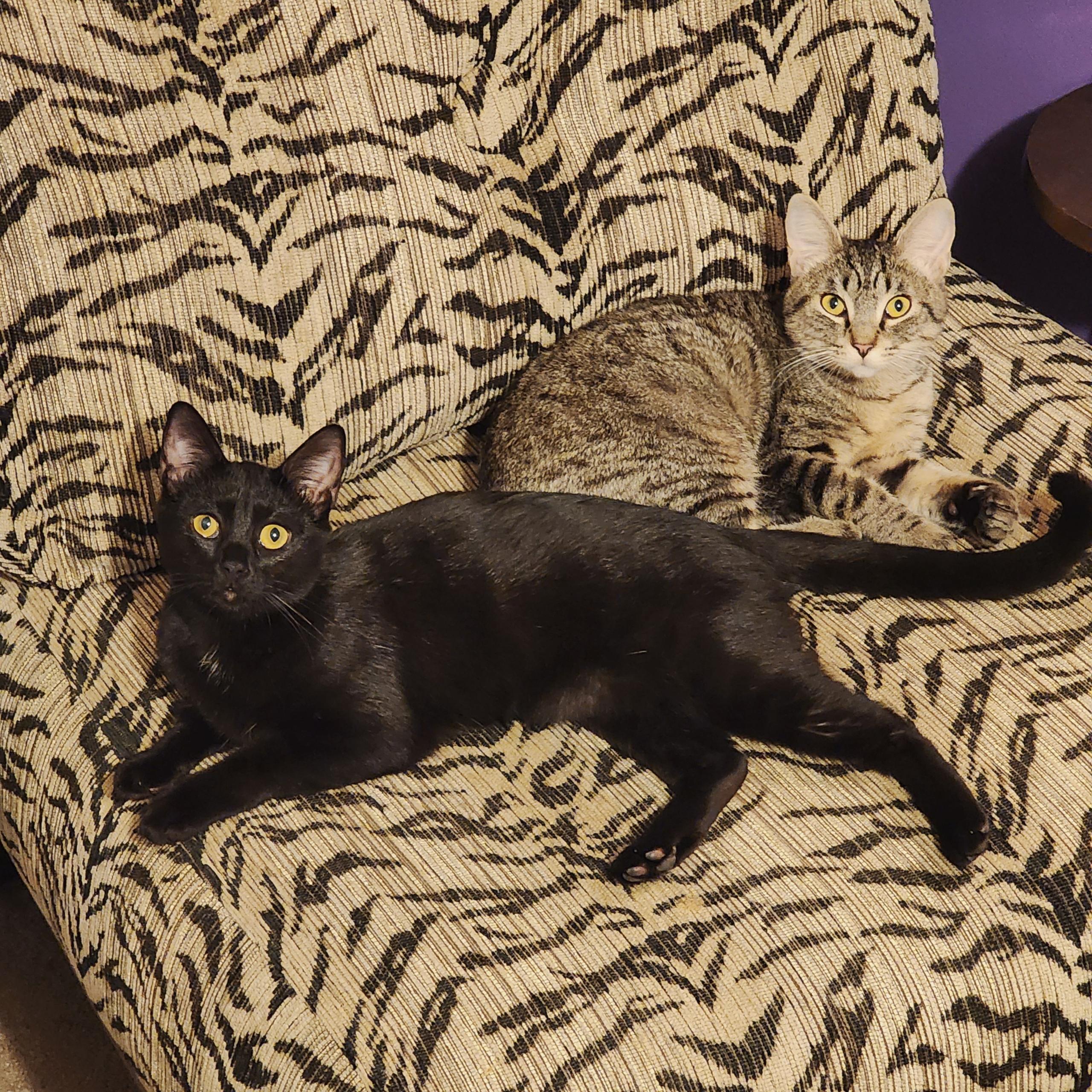 Stormy, ADOPTABLE, Kitten Female Bombay.