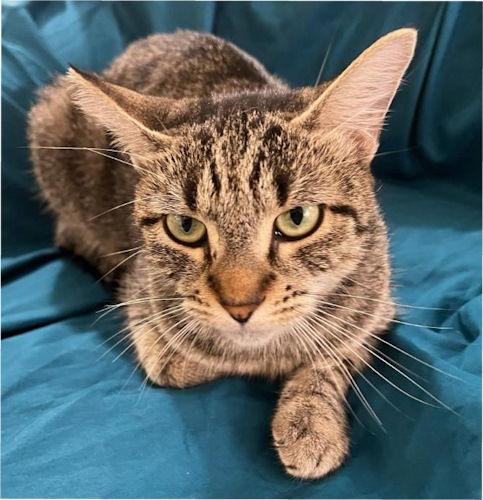Baby - Petsmart Plantation Foster Home, Adoptable, Kitten Male Domestic Short Hair.