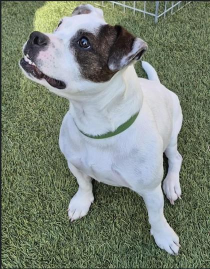 Dexter, ADOPTABLE, Adult Male French Bulldog & Boston Terrier.